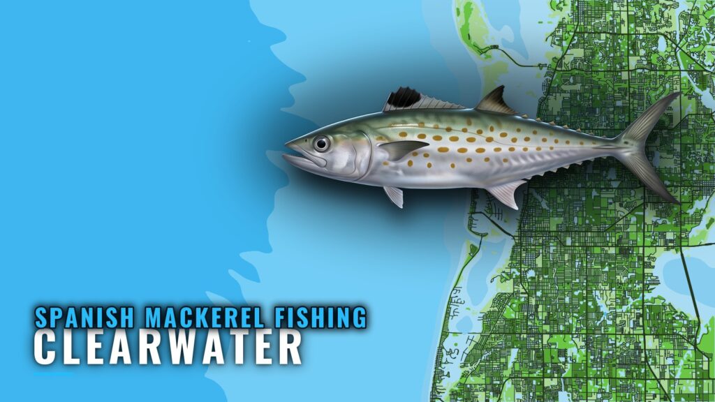 Spanish Mackerel Fishing Out of Clearwater: Reefs and Runs