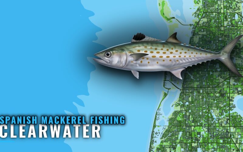 Spanish Mackerel Fishing Out of Clearwater: Reefs and Runs