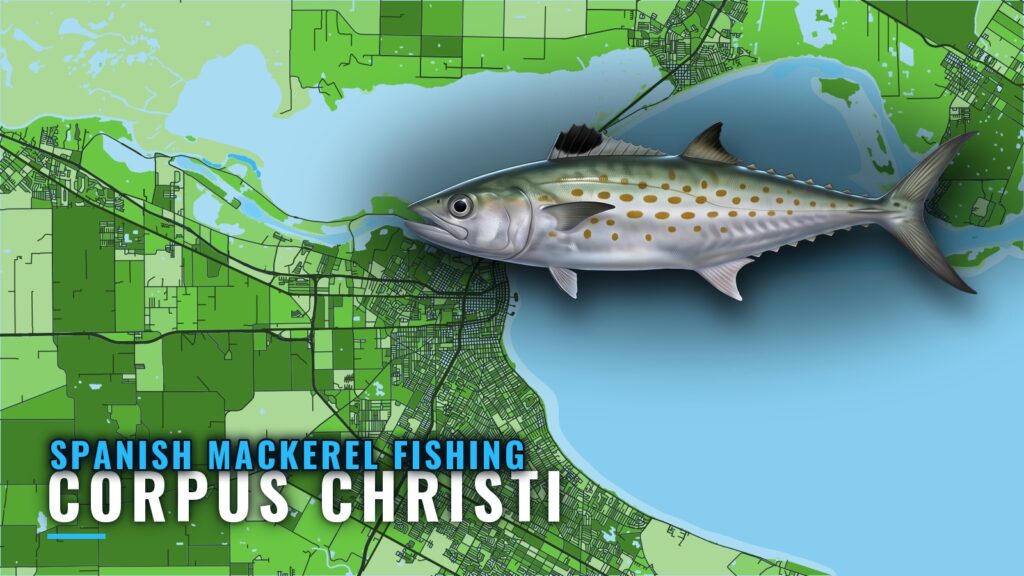 Spanish Mackerel Fishing Out of Corpus Christi: Reefs, Rigs