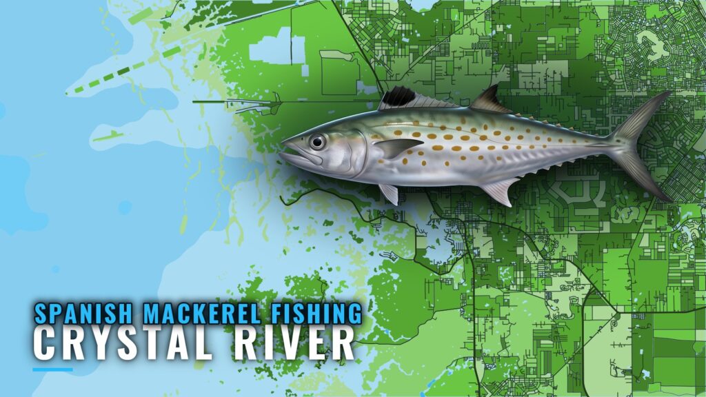 Spanish Mackerel Fishing Out of Crystal River: Reef Guide