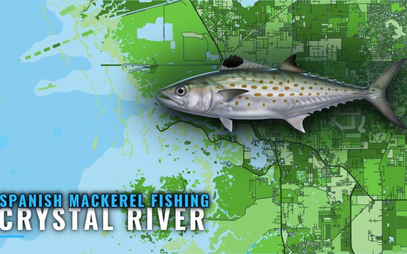 Spanish Mackerel Fishing Out of Crystal River: Reef Guide