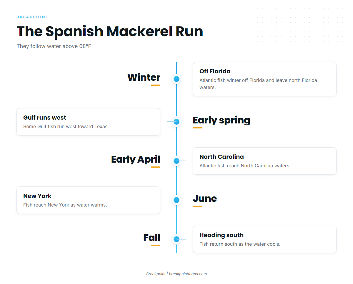 Where and When Spanish Mackerel Run