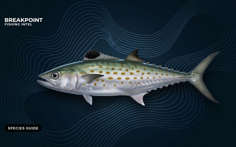Spanish Mackerel Fishing Guide: ID, Range, Tactics, Rules