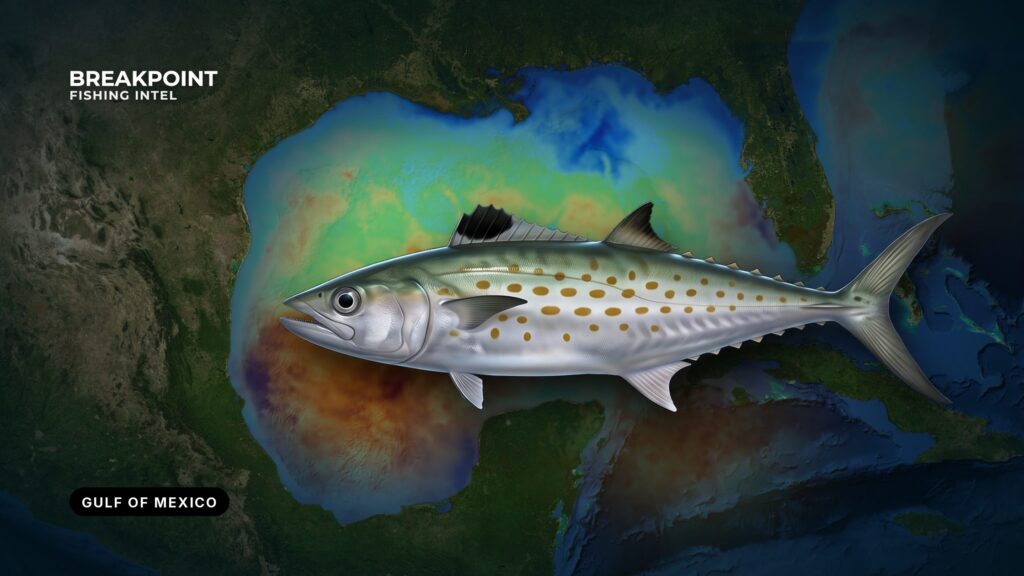Spanish Mackerel Fishing in the Gulf of Mexico: Guide