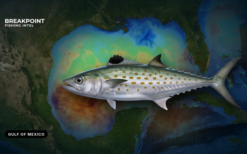 Spanish Mackerel Fishing in the Gulf of Mexico: Guide