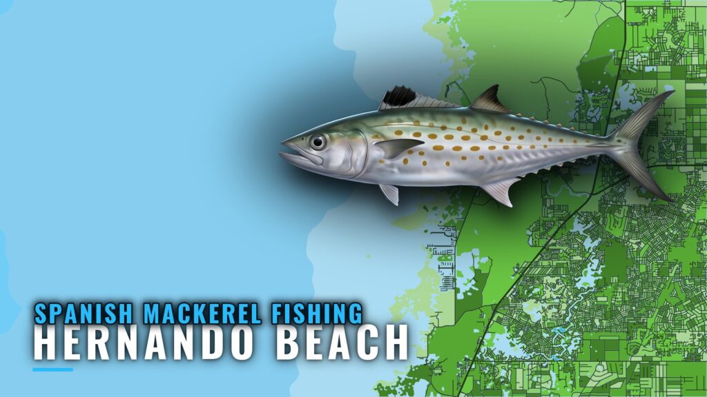 Spanish Mackerel Fishing Out of Hernando Beach: Reefs