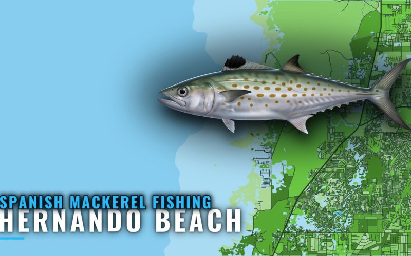 Spanish Mackerel Fishing Out of Hernando Beach: Reefs