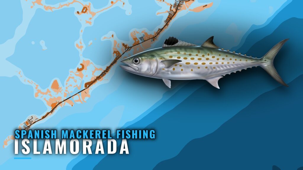Spanish Mackerel Fishing Out of Islamorada: Grounds, Season