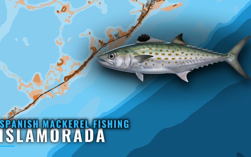 Spanish Mackerel Fishing Out of Islamorada: Grounds, Season