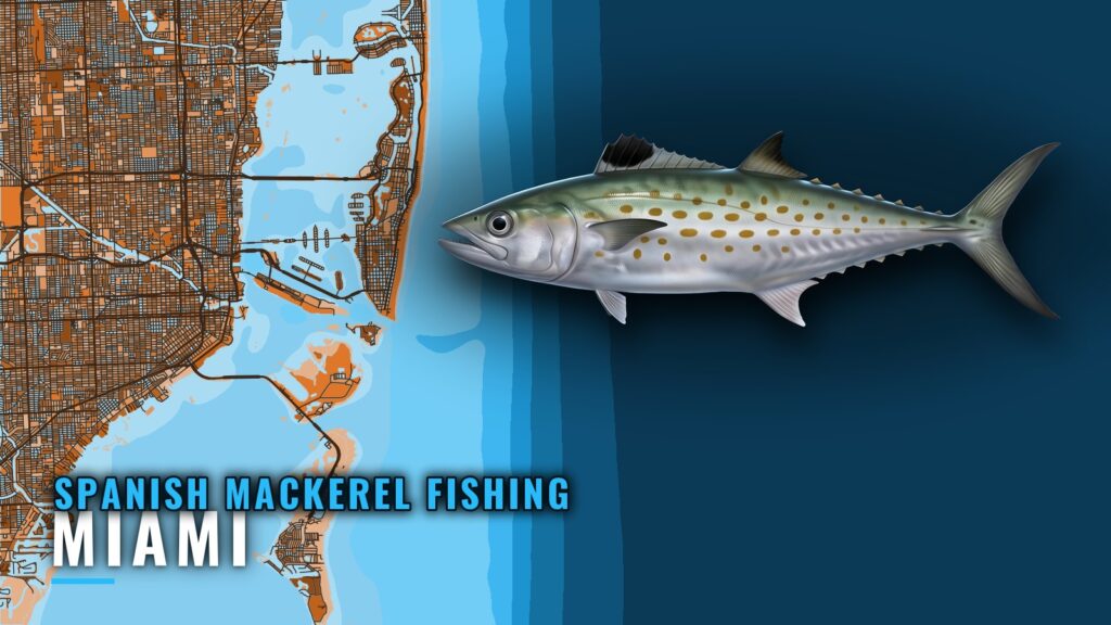 Spanish mackerel fishing out of Miami: grounds and runs