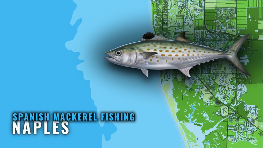 Spanish Mackerel Fishing Out of Naples: Grounds and Runs