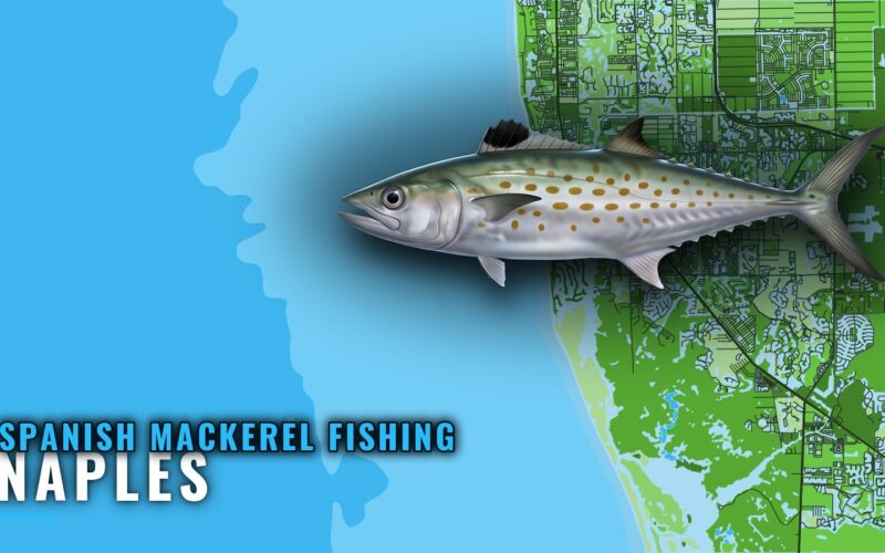 Spanish Mackerel Fishing Out of Naples: Grounds and Runs