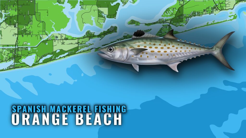 Spanish Mackerel Fishing Out of Orange Beach: Where to Run