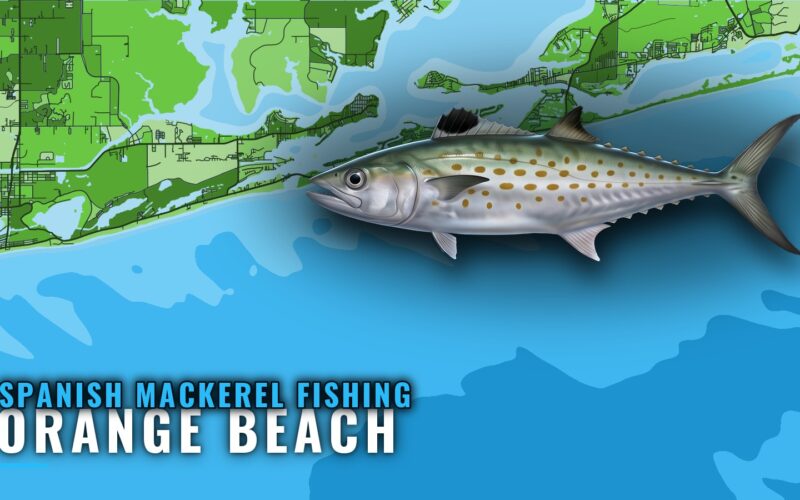 Spanish Mackerel Fishing Out of Orange Beach: Where to Run