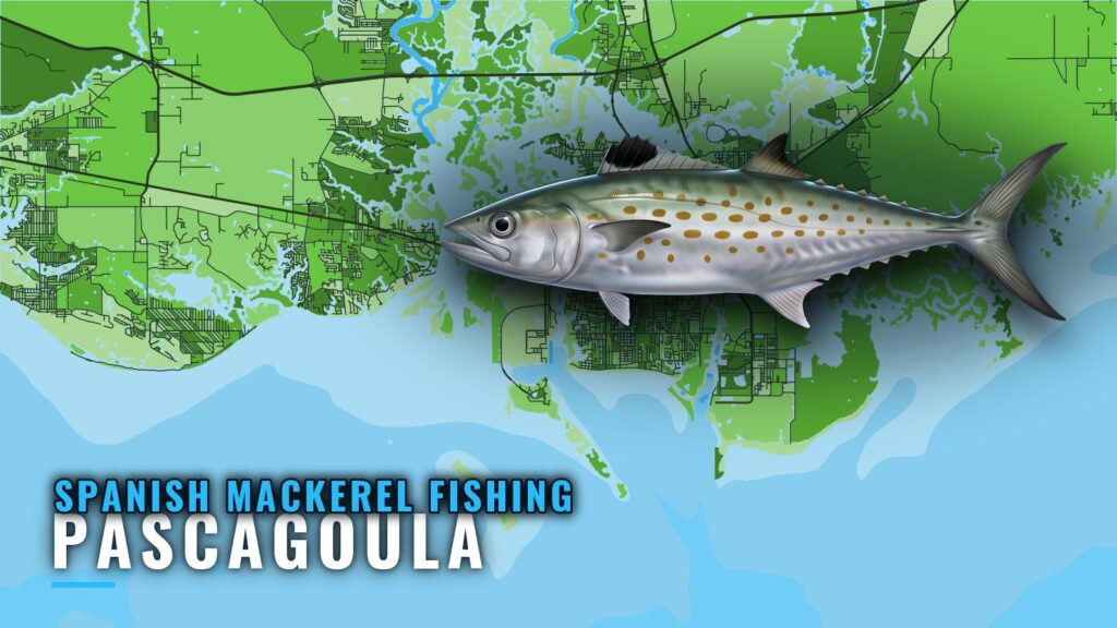 Spanish Mackerel Fishing out of Pascagoula: Where to Look