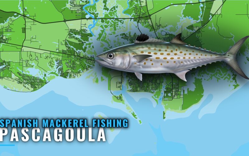 Spanish Mackerel Fishing out of Pascagoula: Where to Look