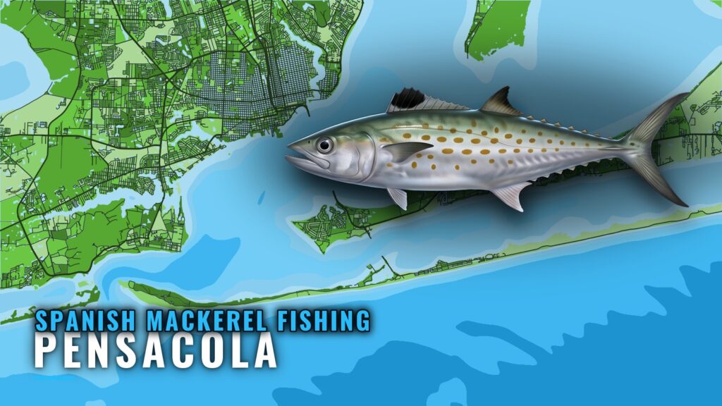 Spanish Mackerel Fishing Out of Pensacola: Reefs and Range