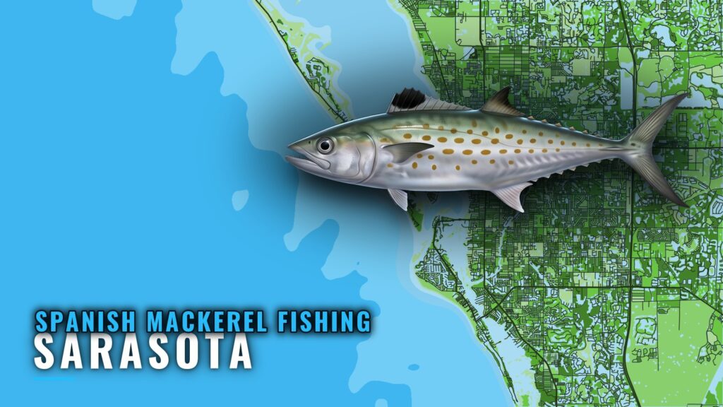 Spanish Mackerel Fishing Out of Sarasota: Reefs and Seasons