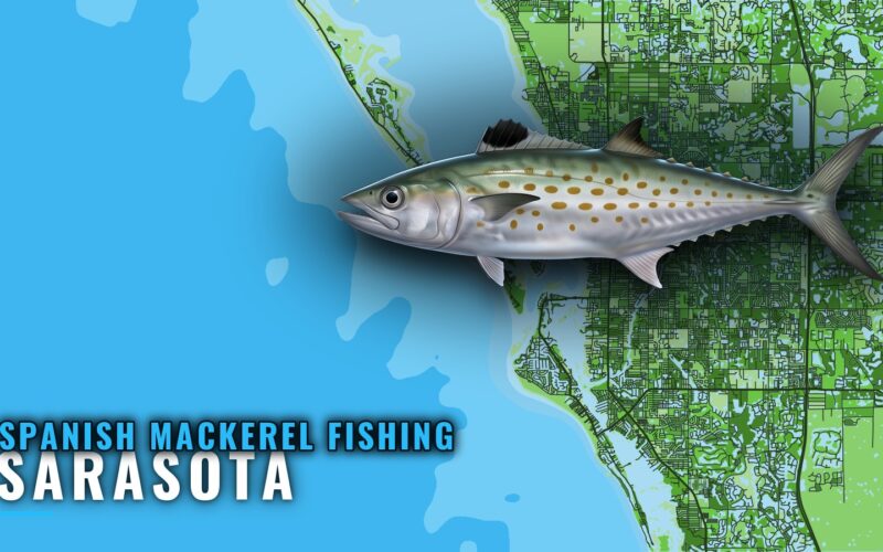 Spanish Mackerel Fishing Out of Sarasota: Reefs and Seasons