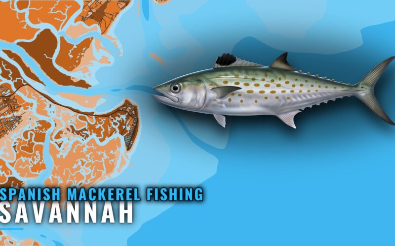 Spanish Mackerel Fishing Out of Savannah: Reefs and Runs