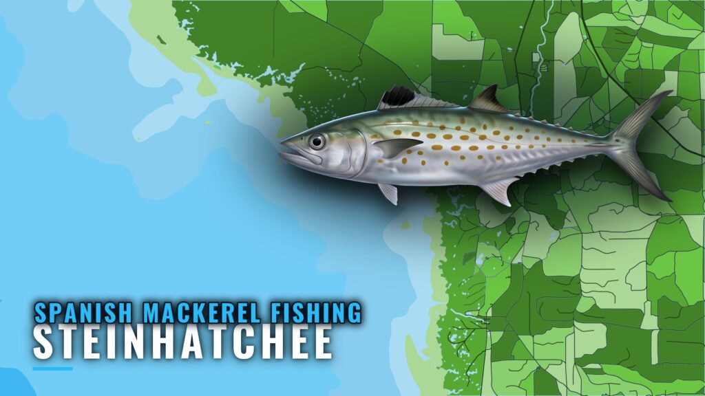 Spanish Mackerel Fishing Out of Steinhatchee, Florida