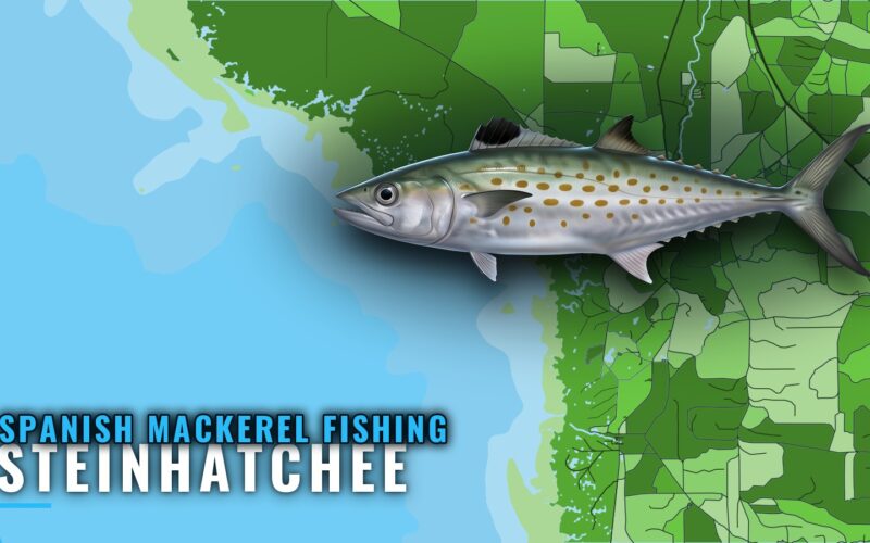 Spanish Mackerel Fishing Out of Steinhatchee, Florida