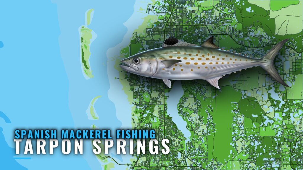 Spanish Mackerel Fishing out of Tarpon Springs: Reefs