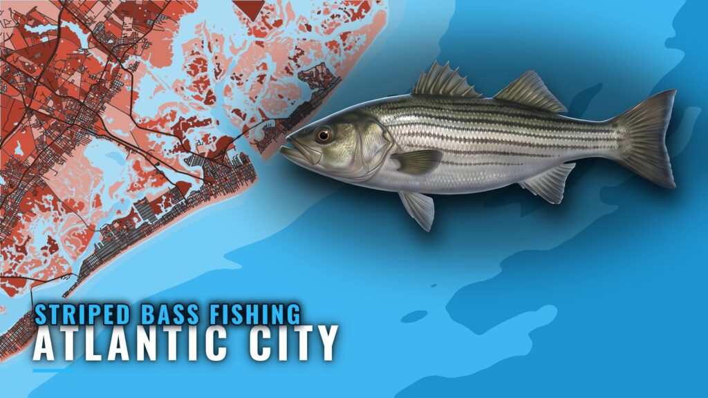 Striped Bass Fishing Out of Atlantic City: Reef and Bays