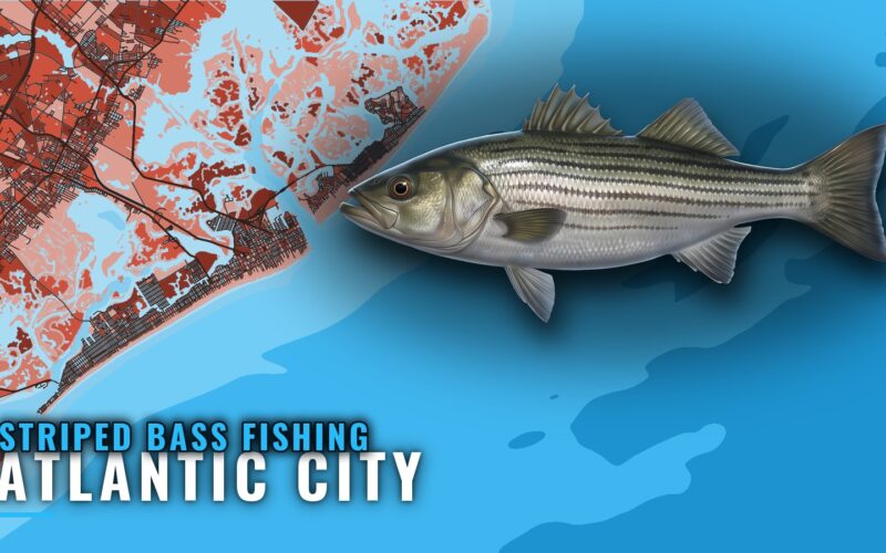 Striped Bass Fishing Out of Atlantic City: Reef and Bays