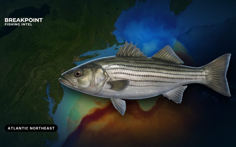Striped Bass Fishing in the Atlantic Northeast