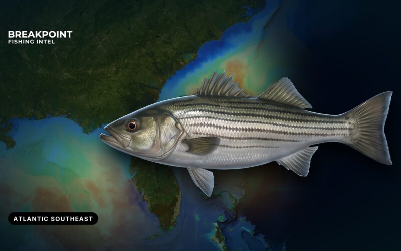 Striped Bass Fishing in the Atlantic Southeast: A Guide