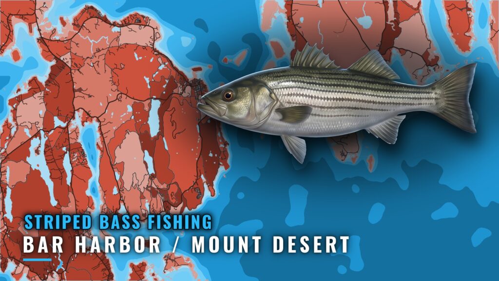 Striped Bass Fishing Out of Bar Harbor / Mount Desert