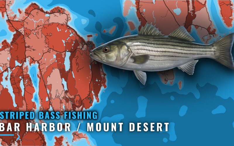 Striped Bass Fishing Out of Bar Harbor / Mount Desert