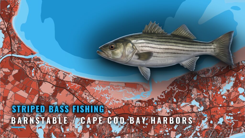 Striped Bass Fishing out of Barnstable and Cape Cod Bay