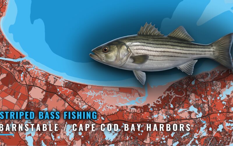 Striped Bass Fishing out of Barnstable and Cape Cod Bay