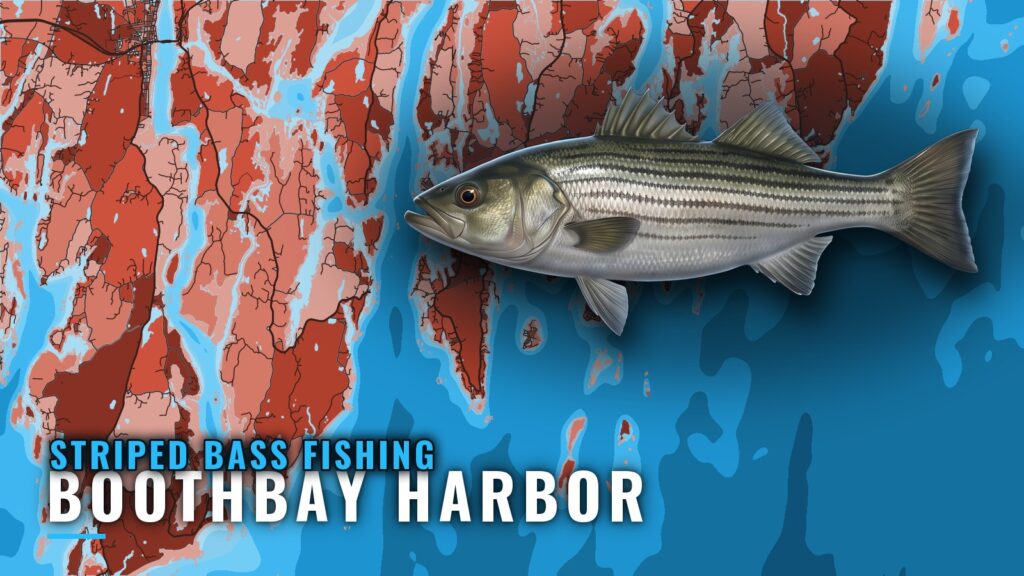 Striped bass fishing out of Boothbay Harbor, Maine