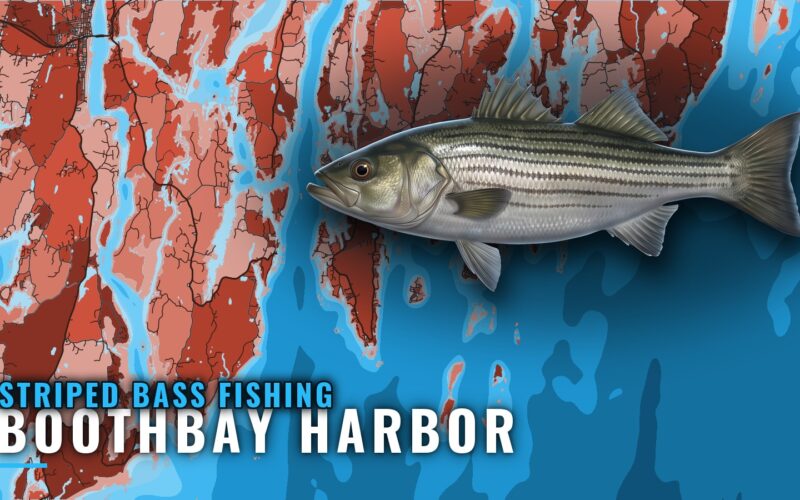 Striped bass fishing out of Boothbay Harbor, Maine