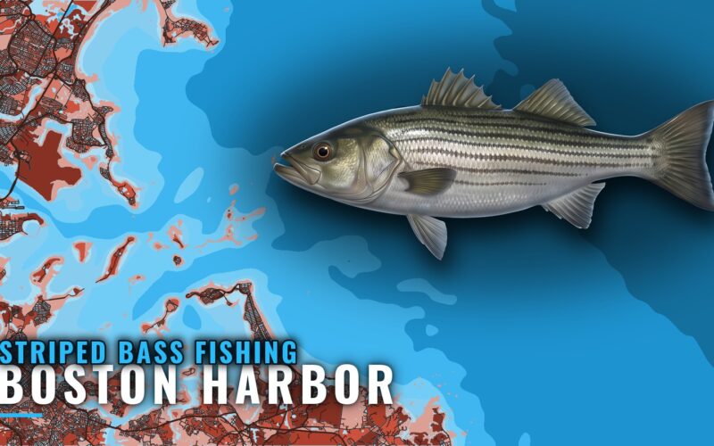 Striped Bass Fishing Out of Boston Harbor: Where to Look