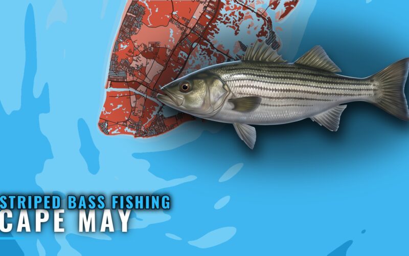 Striped Bass Fishing Out of Cape May: Rips, Runs and Baits