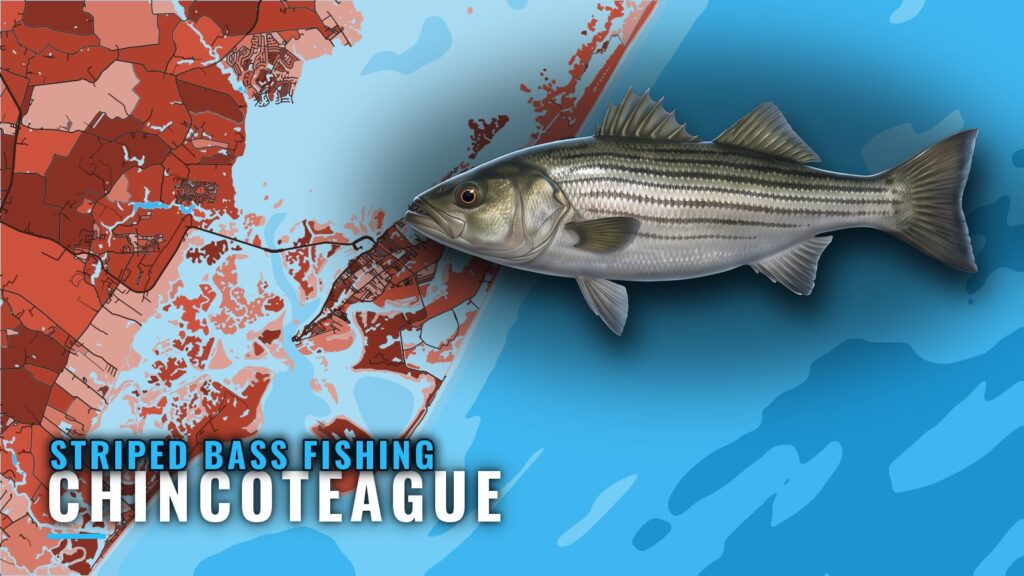 Striped Bass Fishing Out of Chincoteague: Grounds and Runs