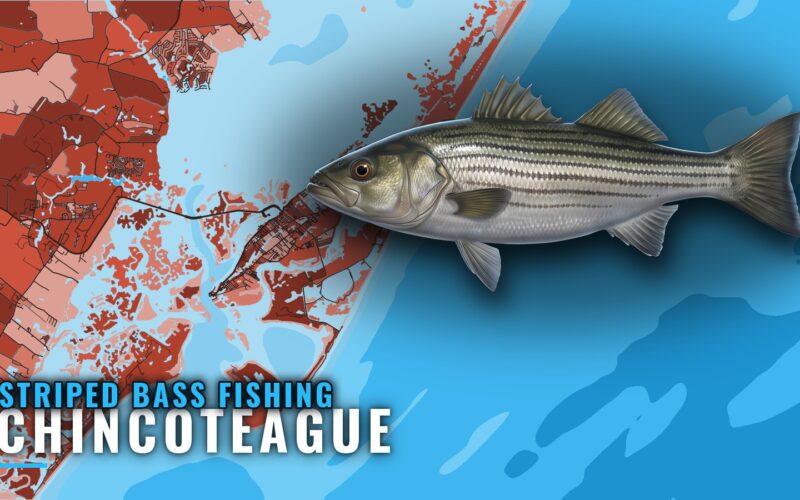 Striped Bass Fishing Out of Chincoteague: Grounds and Runs