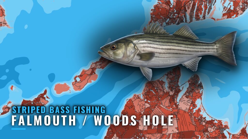 Striped Bass Fishing out of Falmouth / Woods Hole Guide