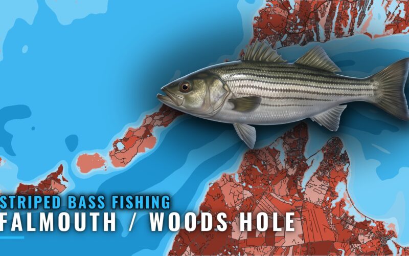 Striped Bass Fishing out of Falmouth / Woods Hole Guide