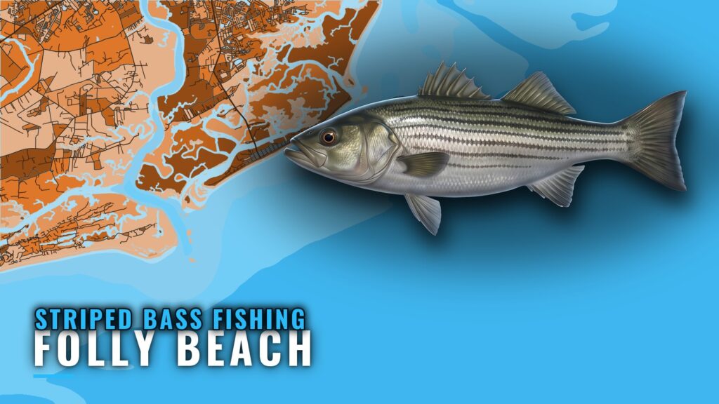 Striped Bass Fishing Out of Folly Beach: A Shore Fishery