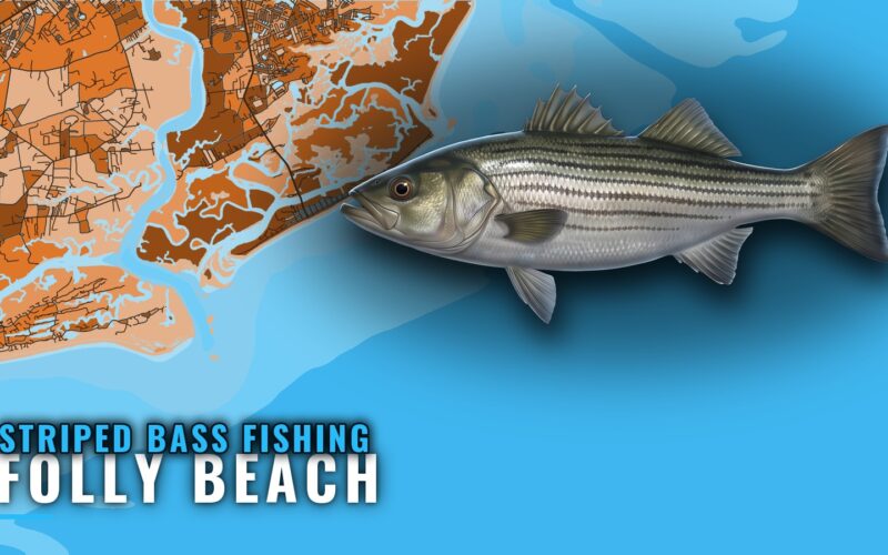 Striped Bass Fishing Out of Folly Beach: A Shore Fishery