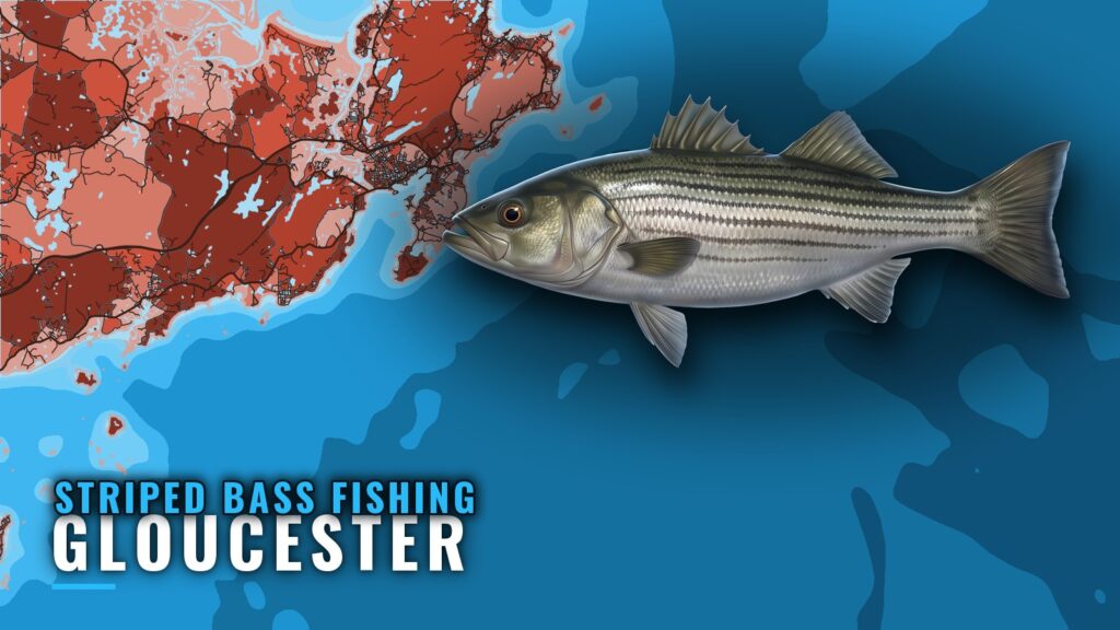 Striped Bass Fishing Out of Gloucester: Grounds and Methods