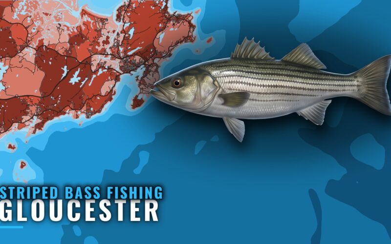 Striped Bass Fishing Out of Gloucester: Grounds and Methods