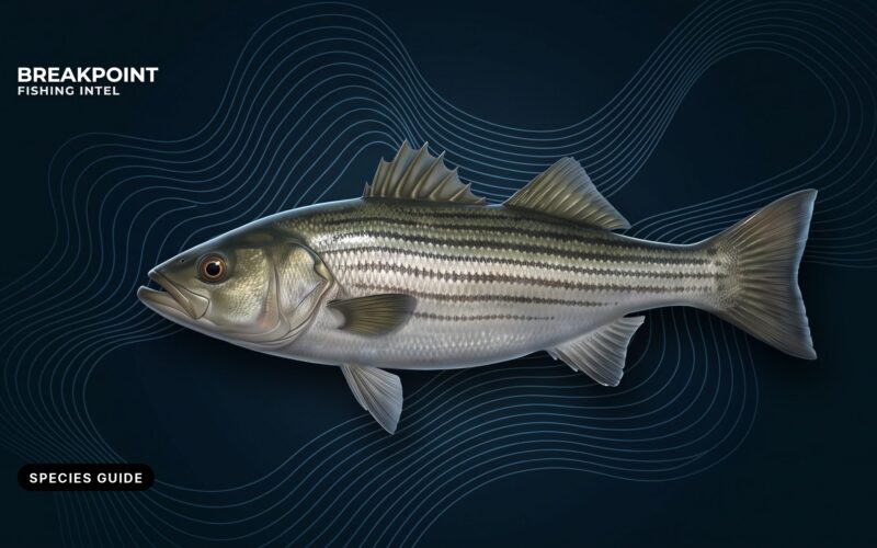 Striped Bass Fishing Guide: ID, Range, Methods and Rules