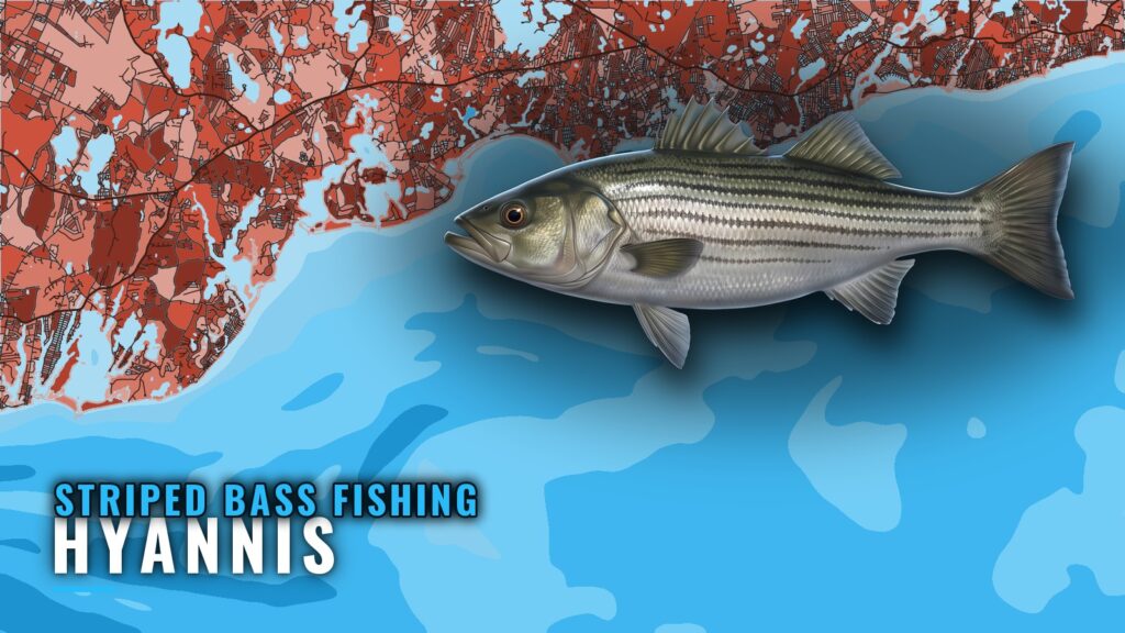 Striped Bass Fishing Out of Hyannis: Season, Grounds, Rips