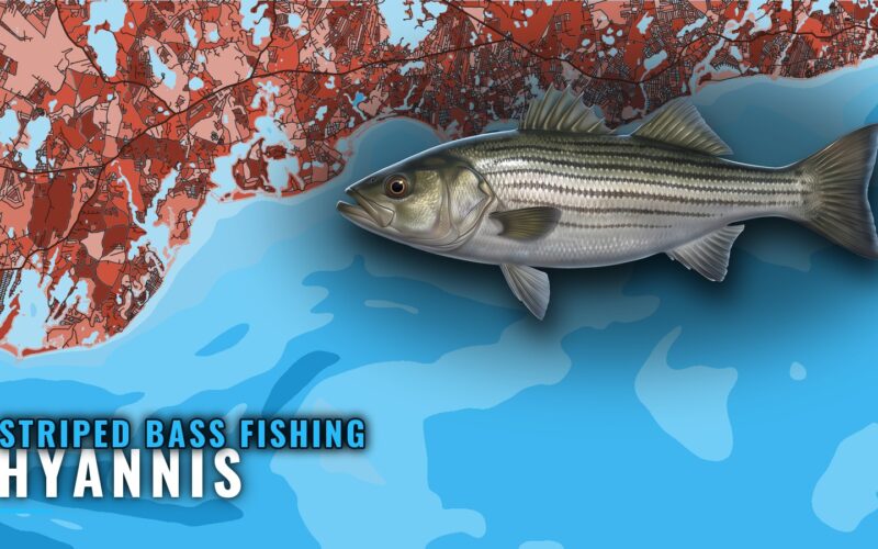 Striped Bass Fishing Out of Hyannis: Season, Grounds, Rips